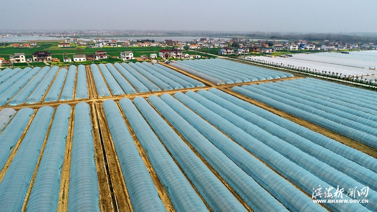 縣農業(yè)園夾堆村設施栽培基地
