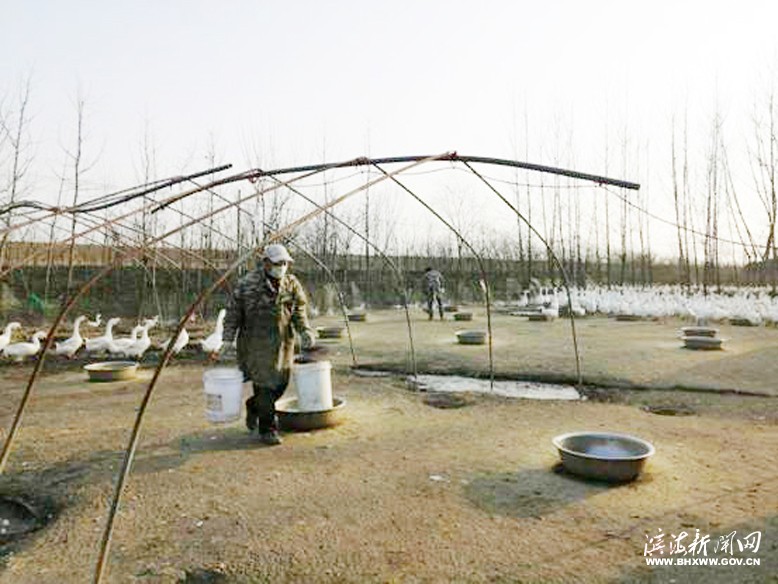 天場鎮(zhèn)天場村種鵝養(yǎng)殖大戶