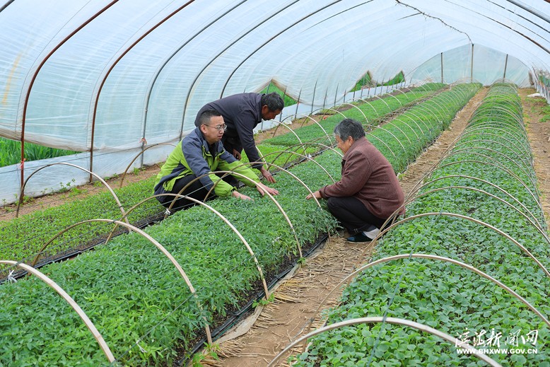 天場鎮(zhèn)農業(yè)中心技術人員到地頭指導群眾學習育苗技術
